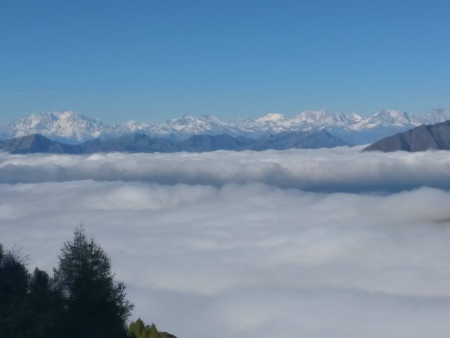 tamaro2.jpg